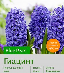  Гиацинт (Heacintus) Blue Pearl